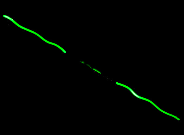 Unknown / Mystery Wavey Green Emphasis Tube/Border Unit for Unknown Replacement Tube - Neon Sign Part