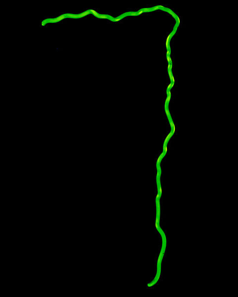 Monster Energy Border Replacement Tube - Neon Sign Part